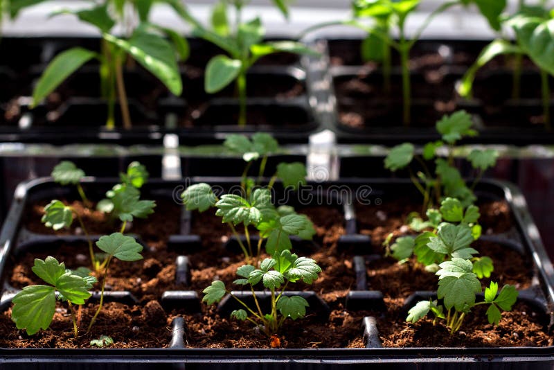 strawberry seedlings for sale near me strawberry seedlings for sale near me