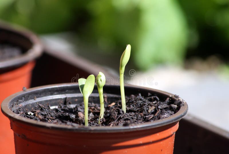 Seedlings (young plants) growing in a pot of compost