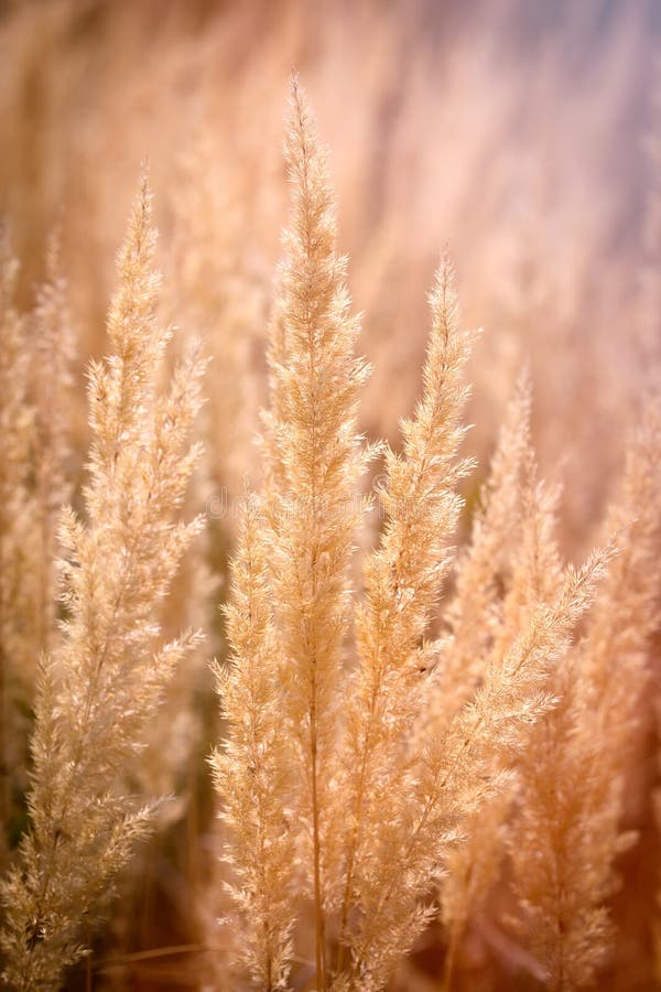 Seeds of Beautiful High Dry Grass, Seeds, Dry Grass Lit by Sunlight