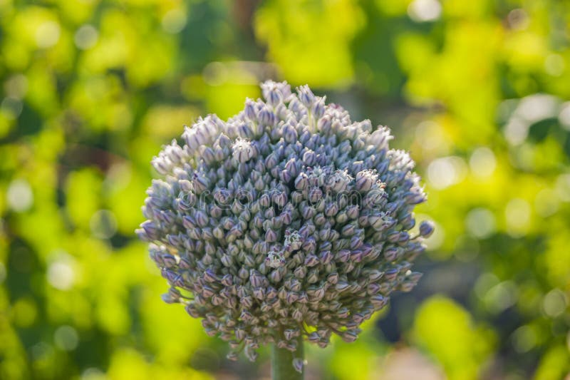 Seeds of Garlic, the Garlic Flower. Bouquet of Garlic Seeds Stock Photo Image of ball, botany