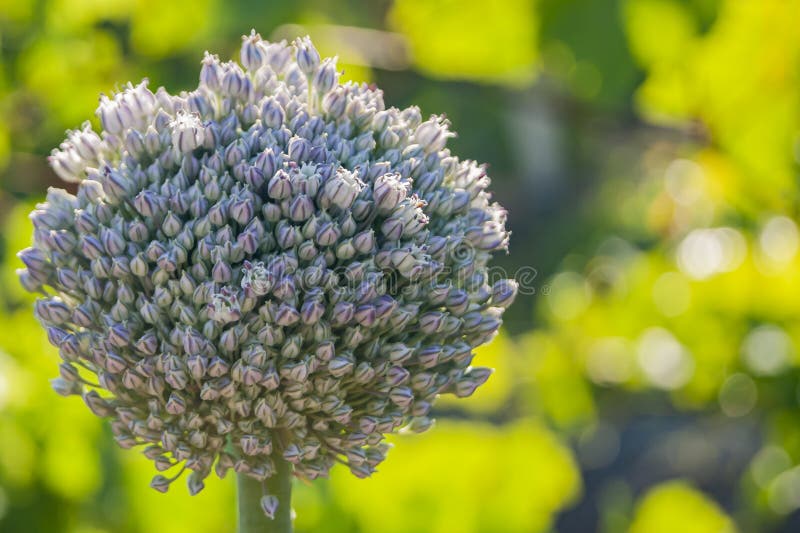 Seeds of Garlic, the Garlic Flower. Bouquet of Garlic Seeds Stock Image