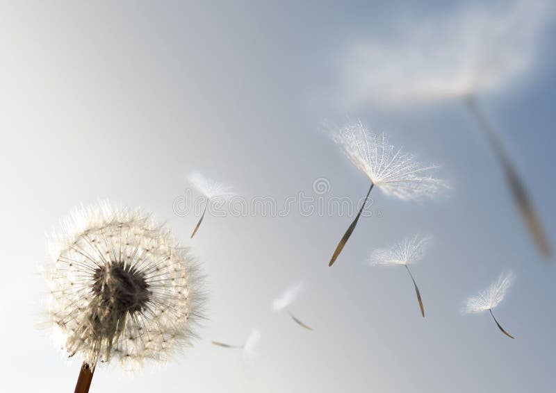 Ein Löwenzahn weht Samen in den wind.