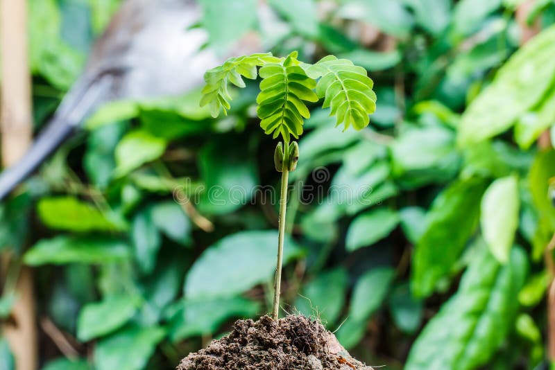 Seeds that just regenerate stock photo. Image of life 53006726