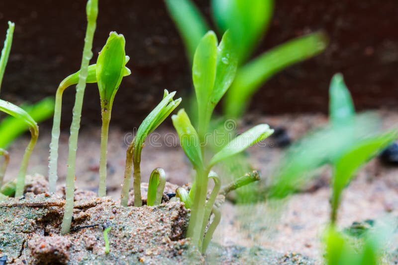 Seeds that just regenerate stock image. Image of green 53015245