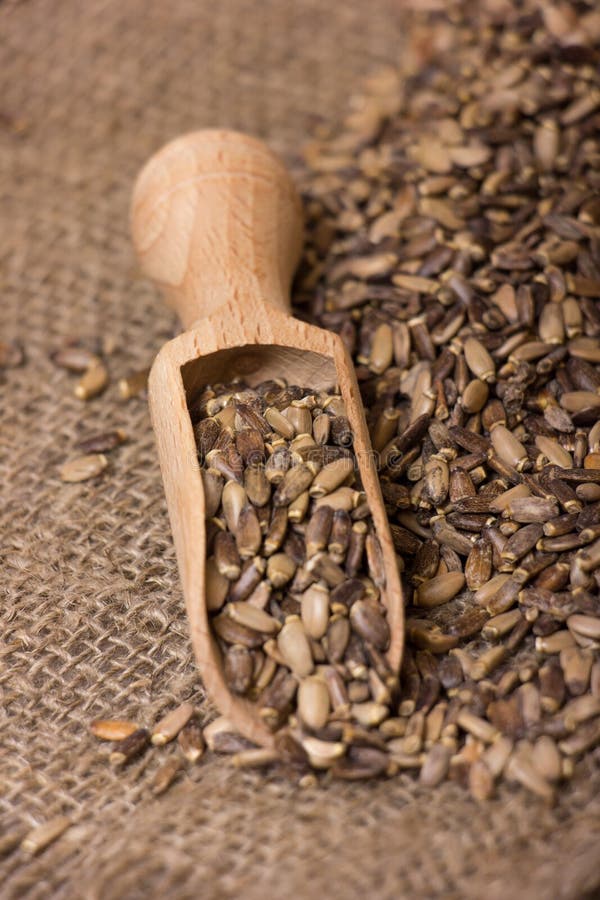 Seeds of a milk thistle stock photo. Image of scoop, food 64166090