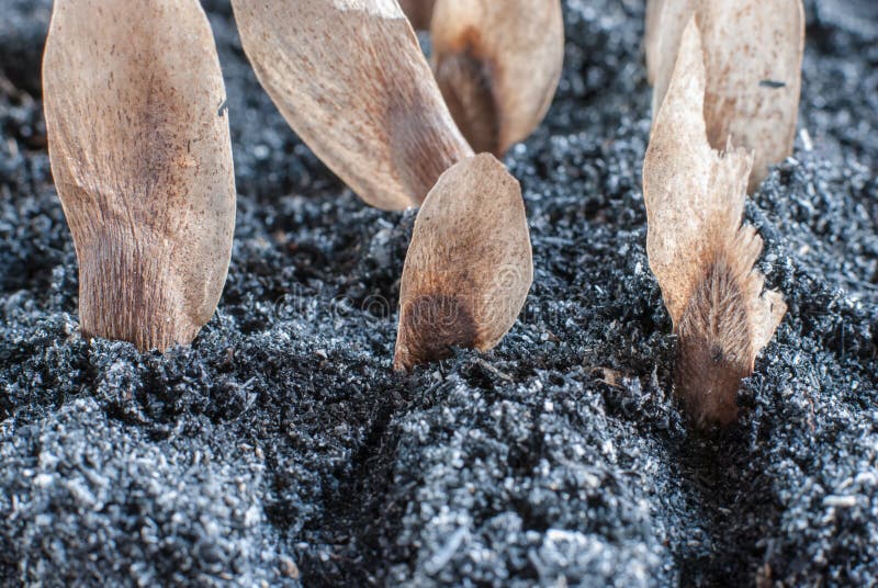 Frangipani seeds stock image. Image of clear, garden 50936673