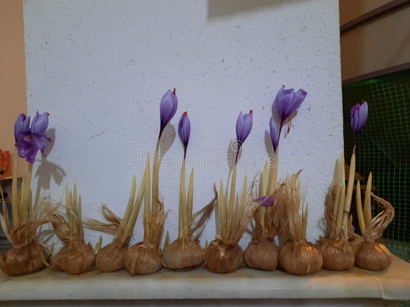 The Seeds Saffron stock photo. Image of saffron, plant 237951092