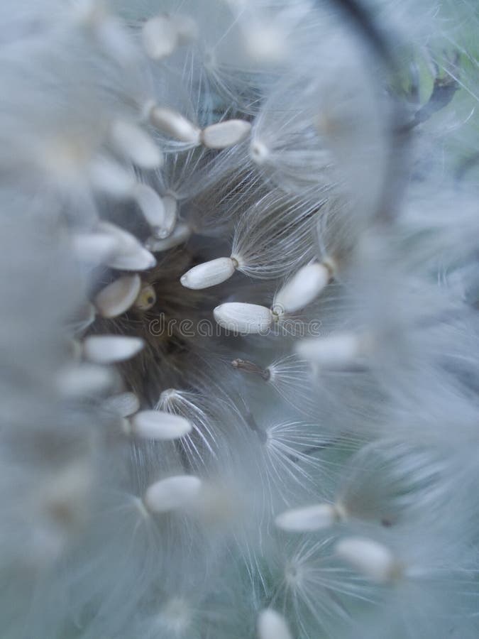 Seeds in seed pod