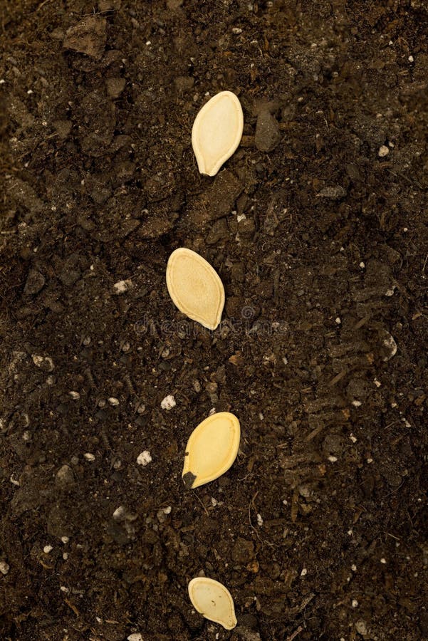Seeds In Soil Close Up