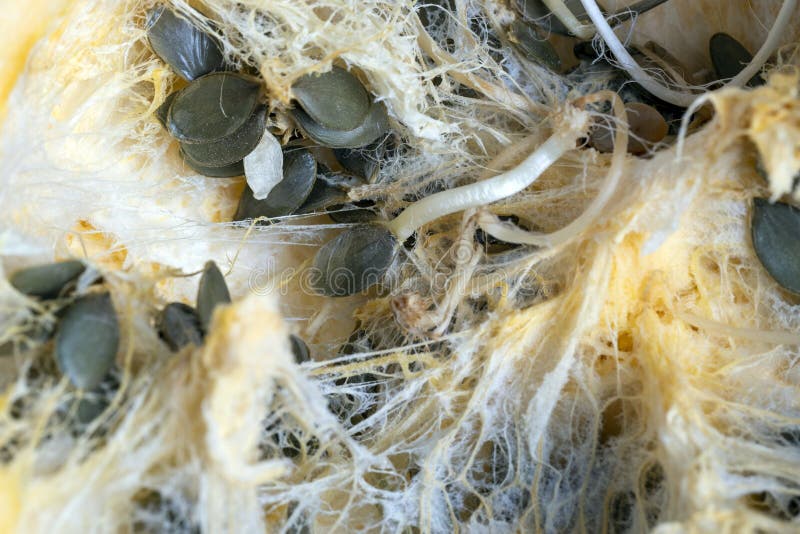 Seeds Sprouting Inside a Pumpkin in the Spring Season Stock Image
