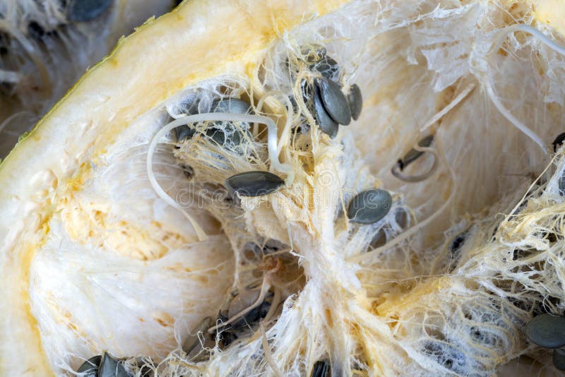 Seeds Sprouting Inside a Pumpkin in the Spring Season Stock Image