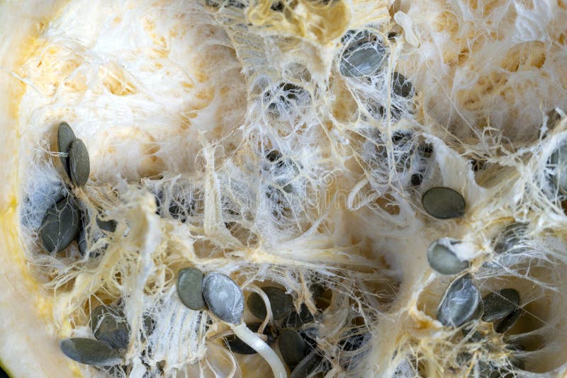 Seeds Sprouting Inside a Pumpkin in the Spring Season Stock Photo