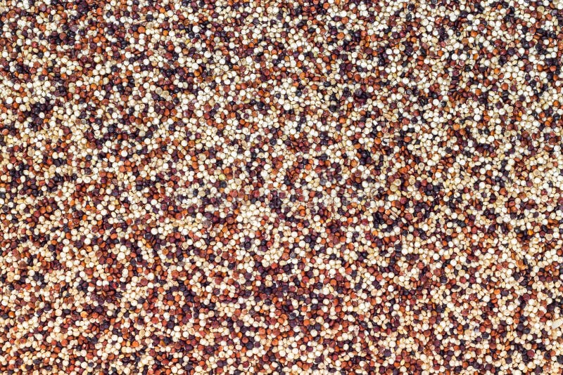Seeds of uncooked quinoa stock photo. Image of nutrition 72975162