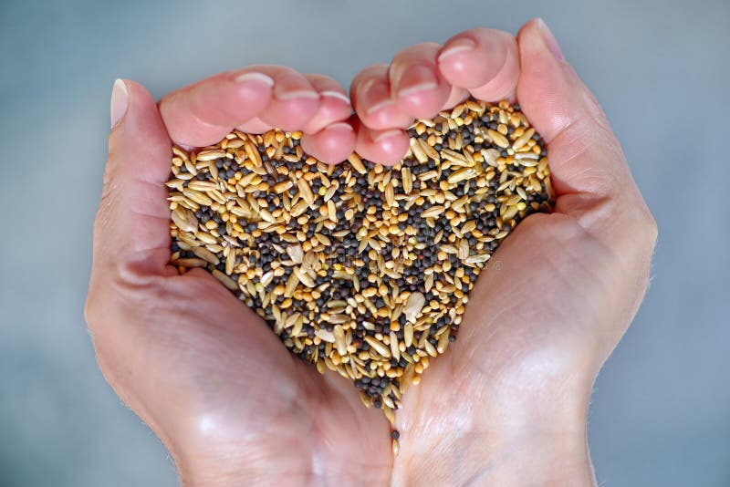 Seeds for wild birds held by a woman hands, shaping a heart. Colored background