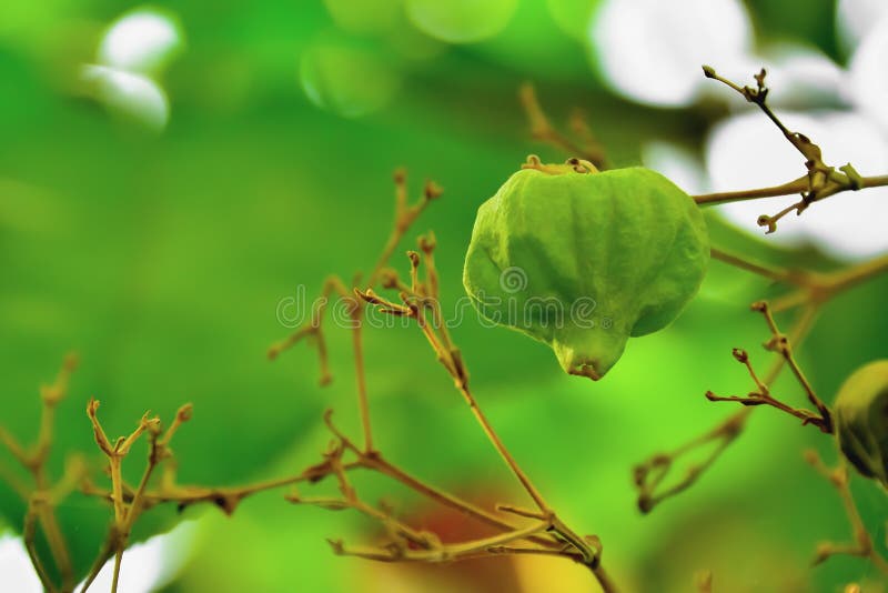Teak Seed Untreated (tectona Grandis ) Stock Photo Image of ayurvedic