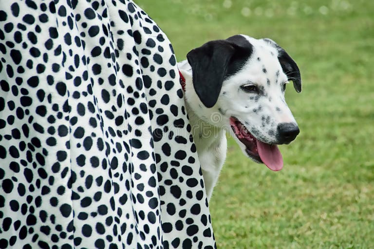 Seeing Spots stock image. Image of matching, peeking 42425841