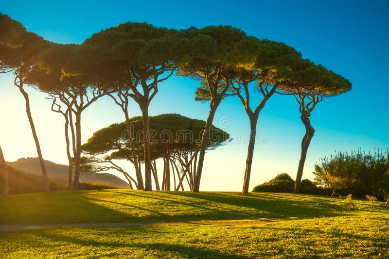 SeeKiefergruppe nahe Meer und Strand Baratti, Toskana stockfotografie SeeKiefergruppe nahe Meer und Strand Baratti, Toskana stockfotografie