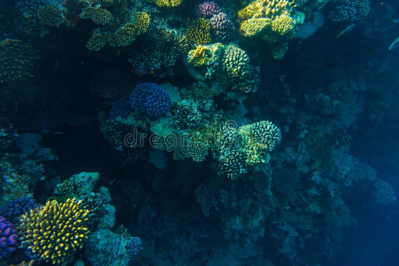 Seekorallenriff mit Steinkorallen, Fischunterwasserfoto lizenzfreie stockbilder Seekorallenriff mit Steinkorallen, Fischunterwasserfoto lizenzfreie stockbilder