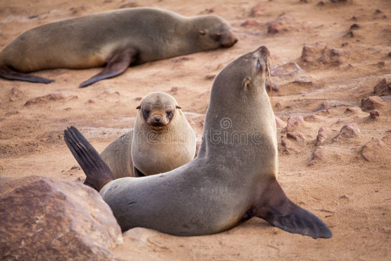 Seelöwe-Dichtungen, Otariinae mit Welpen stockfoto Seelöwe-Dichtungen, Otariinae mit Welpen stockfoto