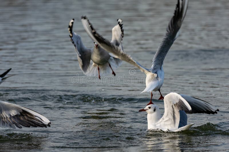Seem?wen, die auf Wasser landen stockbild Seem?wen, die auf Wasser landen stockbild