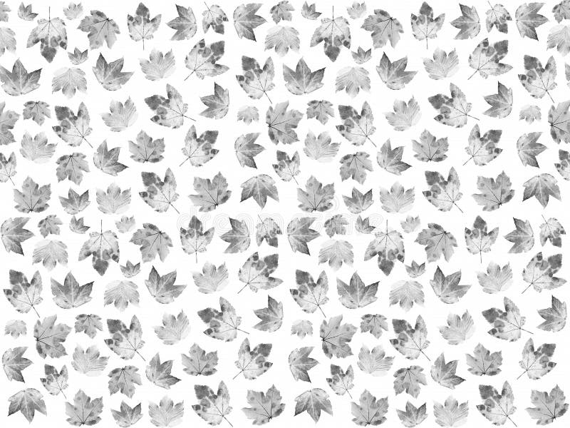 Seemless pattern with maple leaves in black and white royalty free illustration Seemless pattern with maple leaves in black and white royalty free illustration