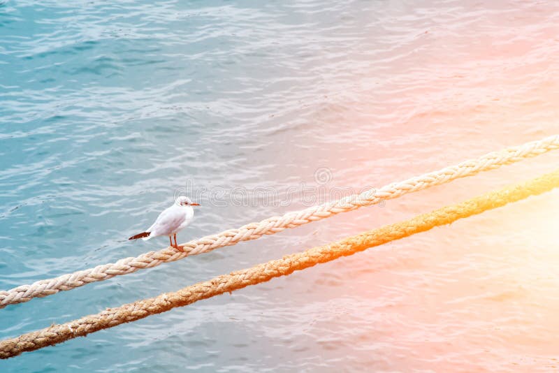 Seemöwe auf dem Seil Das befestigte Lieferungsseil Seehafen anlegestelle stockfoto Seemöwe auf dem Seil Das befestigte Lieferungsseil Seehafen anlegestelle stockfoto