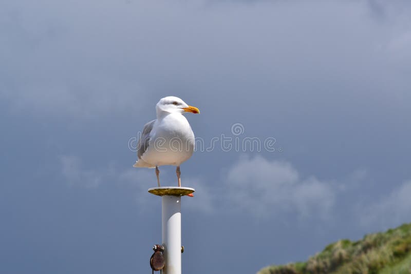 Seemöwe, die auf einer Säule steht stockbilder Seemöwe, die auf einer Säule steht stockbilder