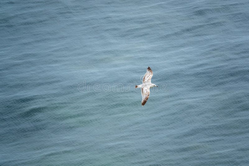 Seemöwe gleitet über dem blauen Meer und wird von oben fotografiert lizenzfreie stockbilder Seemöwe gleitet über dem blauen Meer und wird von oben fotografiert lizenzfreie stockbilder