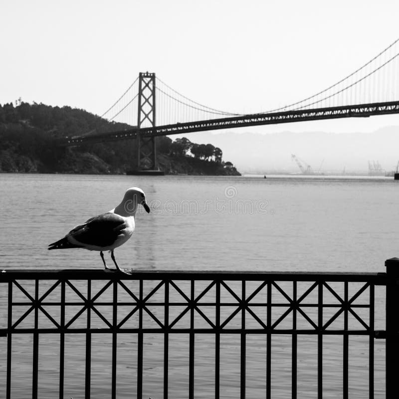 Seemöwe und Oakland-Bucht-Brücke im Hintergrund lizenzfreies stockfoto Seemöwe und Oakland-Bucht-Brücke im Hintergrund lizenzfreies stockfoto