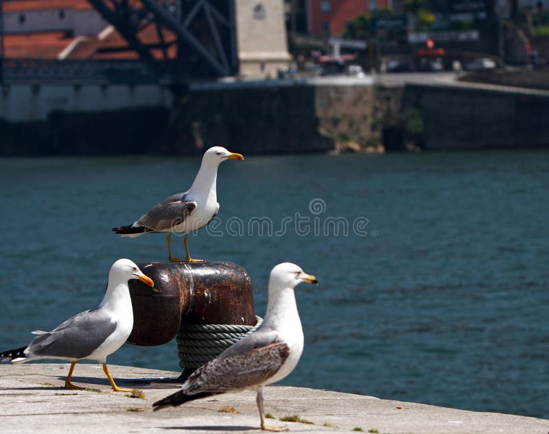 Seemöwen stockfoto Seemöwen stockfoto