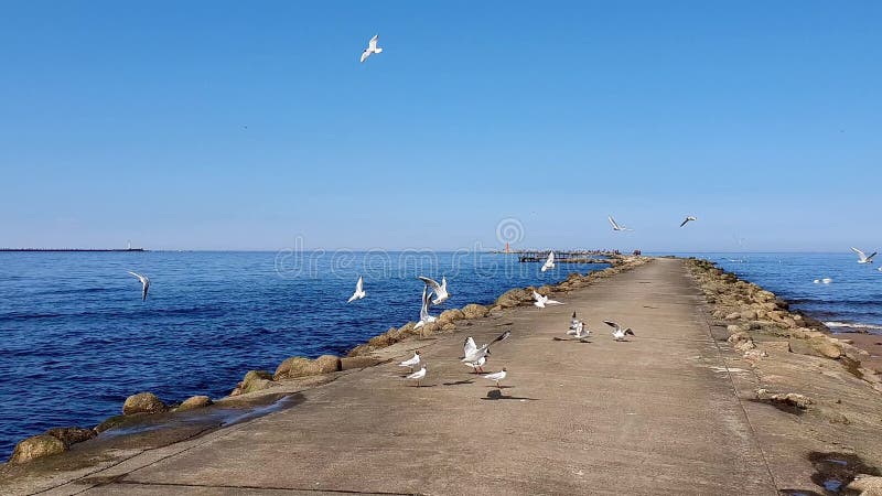 Seemöwen auf der Mole der Ostsee Riga, Lettland