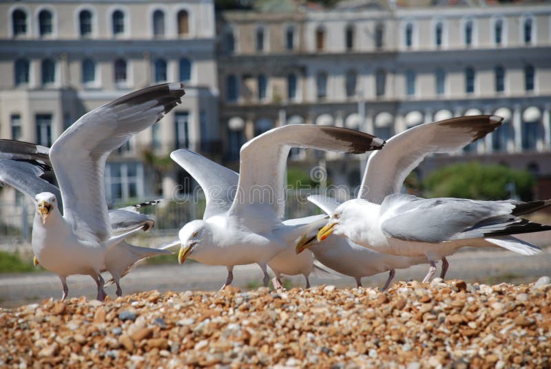 Seemöwen auf Folkestone-Strand stockfotos Seemöwen auf Folkestone-Strand stockfotos