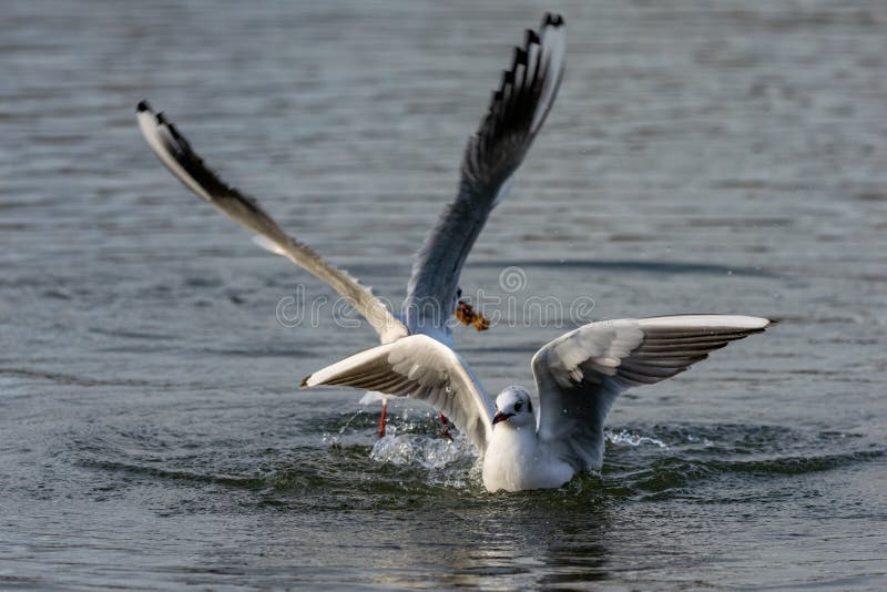 Seemöwen, die auf Wasser landen lizenzfreies stockbild Seemöwen, die auf Wasser landen lizenzfreies stockbild