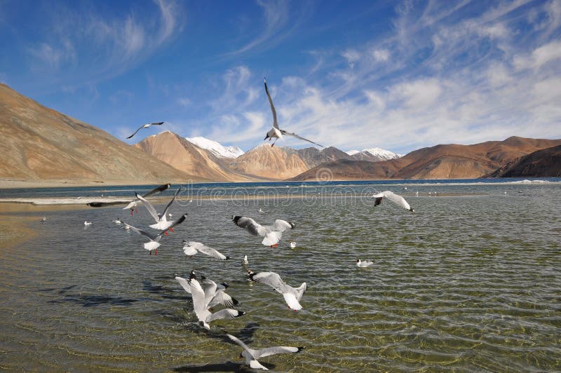 Möwen am Pangong-See lizenzfreies stockfoto