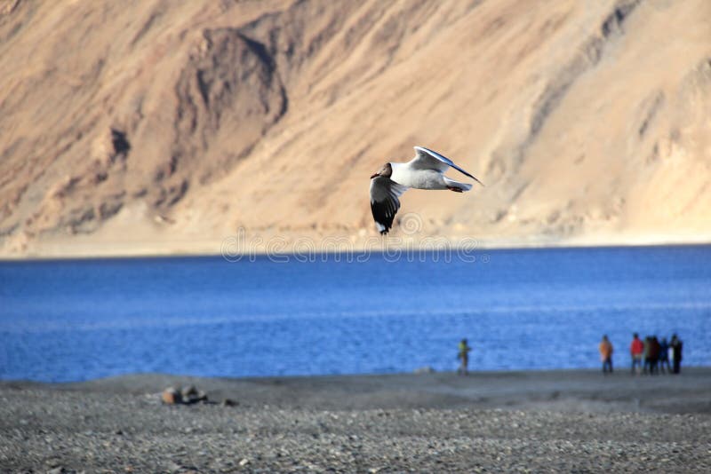 Möwen am Pangong-See stockbild