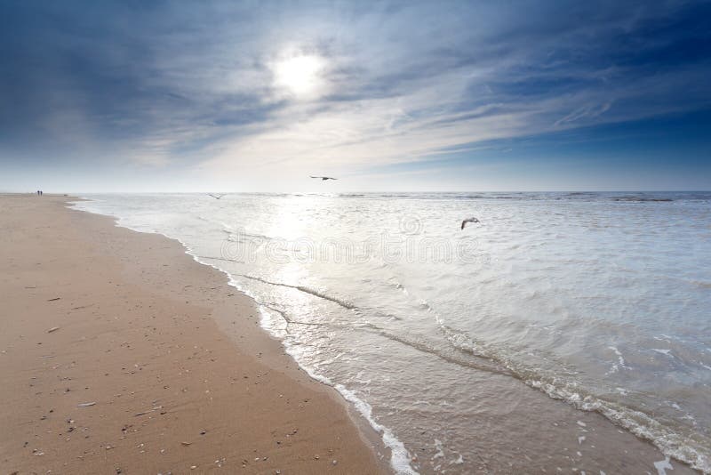 Seemöwe bei Virginia Beach stockbild. Bild von wasser 22885851