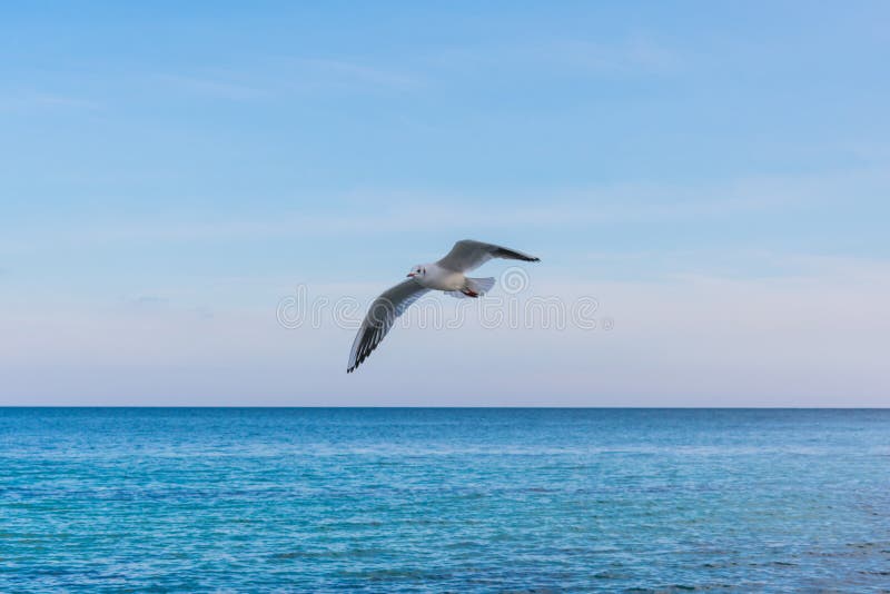 Seemöwenfliegen vor dem hintergrund des Meeres und des blauen Himmels stockbilder Seemöwenfliegen vor dem hintergrund des Meeres und des blauen Himmels stockbilder