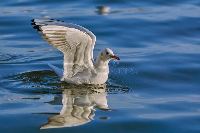 Seemöwenlandung auf Wasser lizenzfreie stockbilder Seemöwenlandung auf Wasser lizenzfreie stockbilder