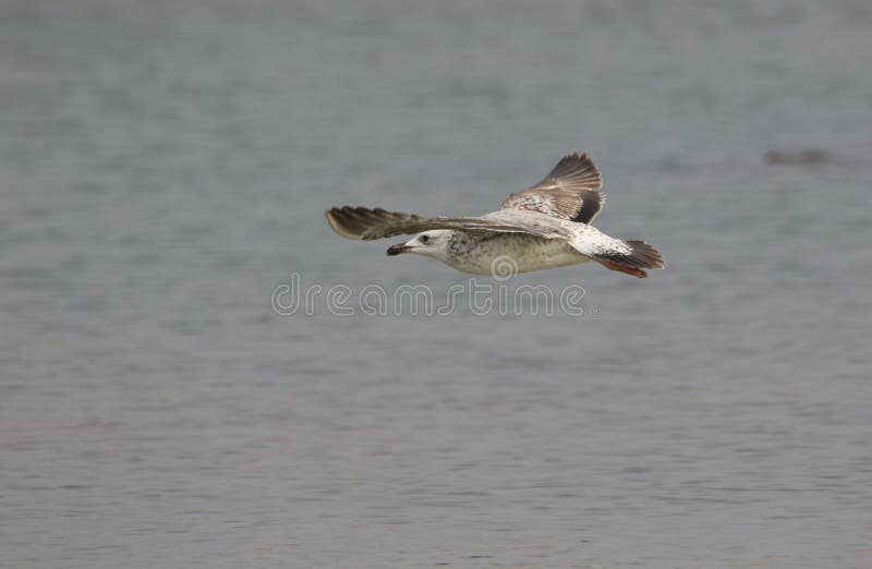 Seemöwenvogel stockbild Seemöwenvogel stockbild