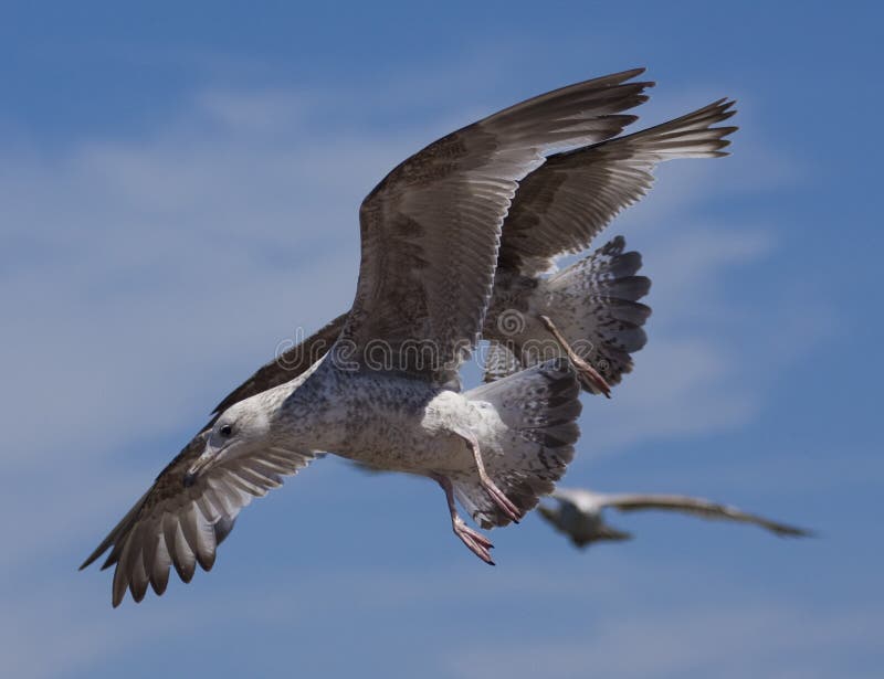 Seemöwevögel im Flug stockbild Seemöwevögel im Flug stockbild