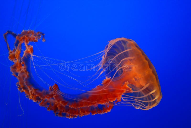 Quallenart Seepockenqualle stockbilder