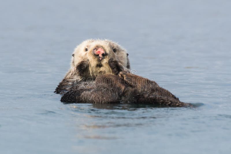 Seeotter mit der rosa Nase, die Rückenschwimmen tut stockfotos Seeotter mit der rosa Nase, die Rückenschwimmen tut stockfotos