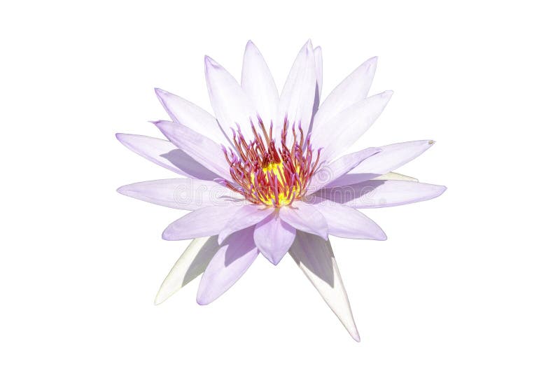 Seerose lizenzfreies stockfoto Seerose lizenzfreies stockfoto