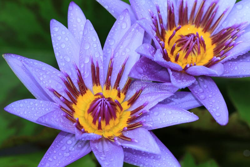 Seeroseblumen mit Regentropfen lizenzfreie stockfotos Seeroseblumen mit Regentropfen lizenzfreie stockfotos