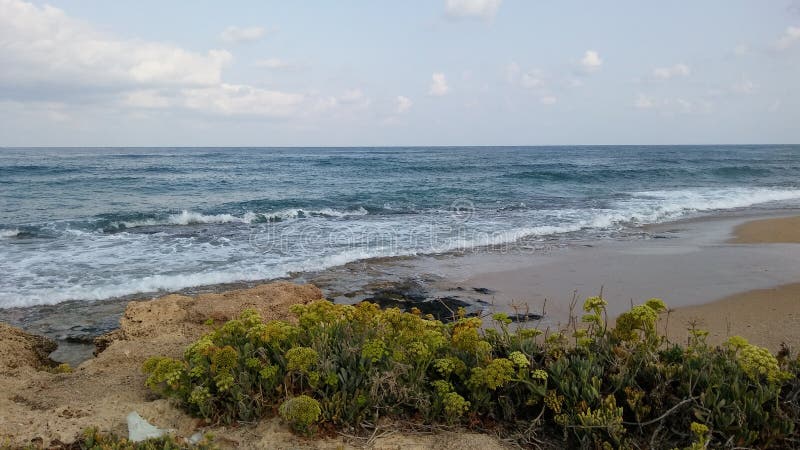 Seeweibchen in Naharija, Israel lizenzfreies stockfoto Seeweibchen in Naharija, Israel lizenzfreies stockfoto
