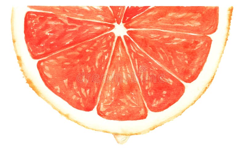 Watercolor Segment of red grapefruit. Isolated