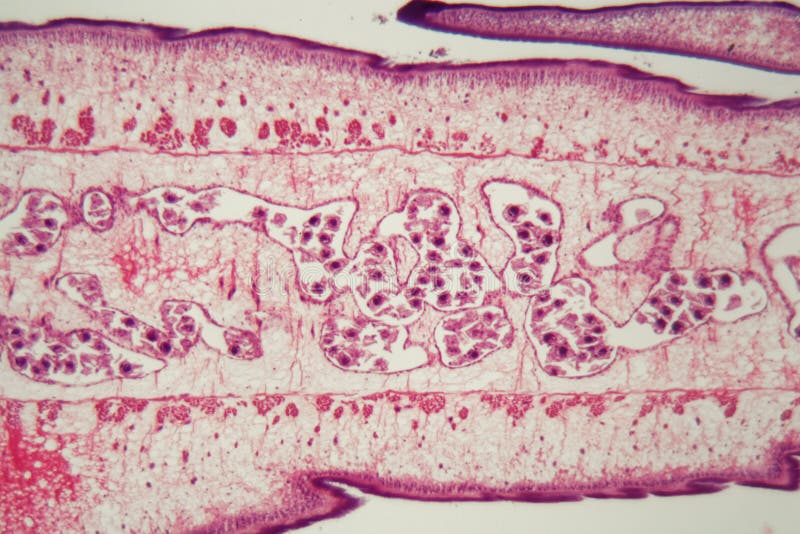 Segment of a Tapeworm Body Proglottid Stock Image Image of medicine