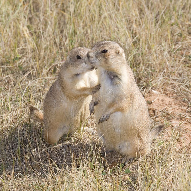 Segredos dos cães-da-pradaria foto de stock