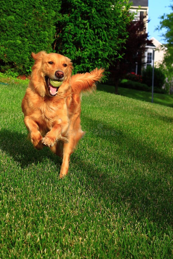 Running golden retriever dog with tennis ball at backyard lawn, concept for pet care or powerful, energetic, loyalty or sports. Running golden retriever dog with tennis ball at backyard lawn, concept for pet care or powerful, energetic, loyalty or sports.