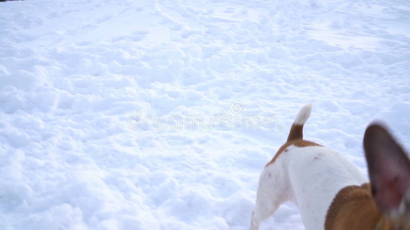 Seguace servile di gioco attivo con il giocattolo del disco Momenti di bianco nevoso del tempo di inverno Videoripresa del movime